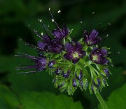 Hydrophyllum tenuipes - Waterleaf 14-0985_1